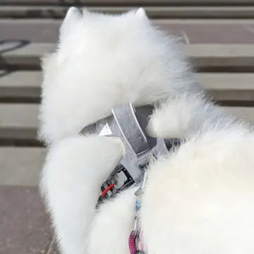 Magnetisches Hundegeschirr mit Griff