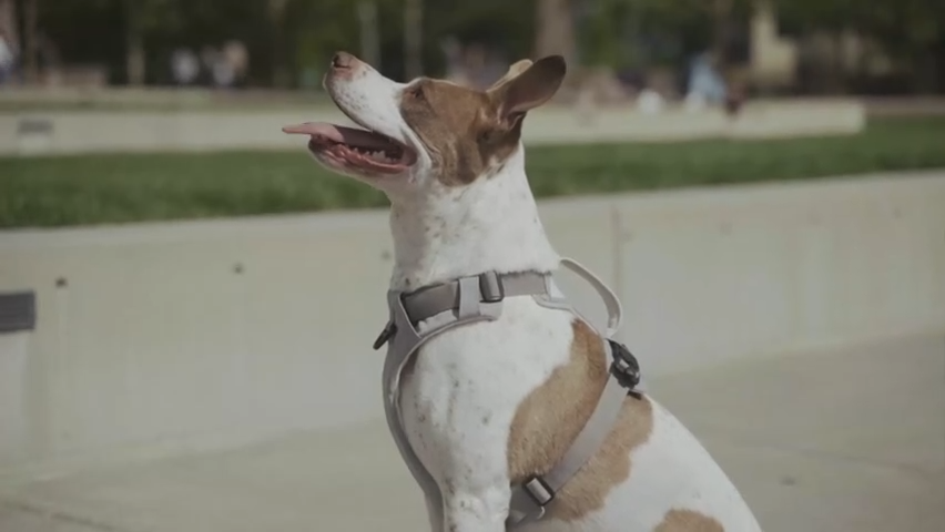Magnetisches Hundegeschirr mit Griff